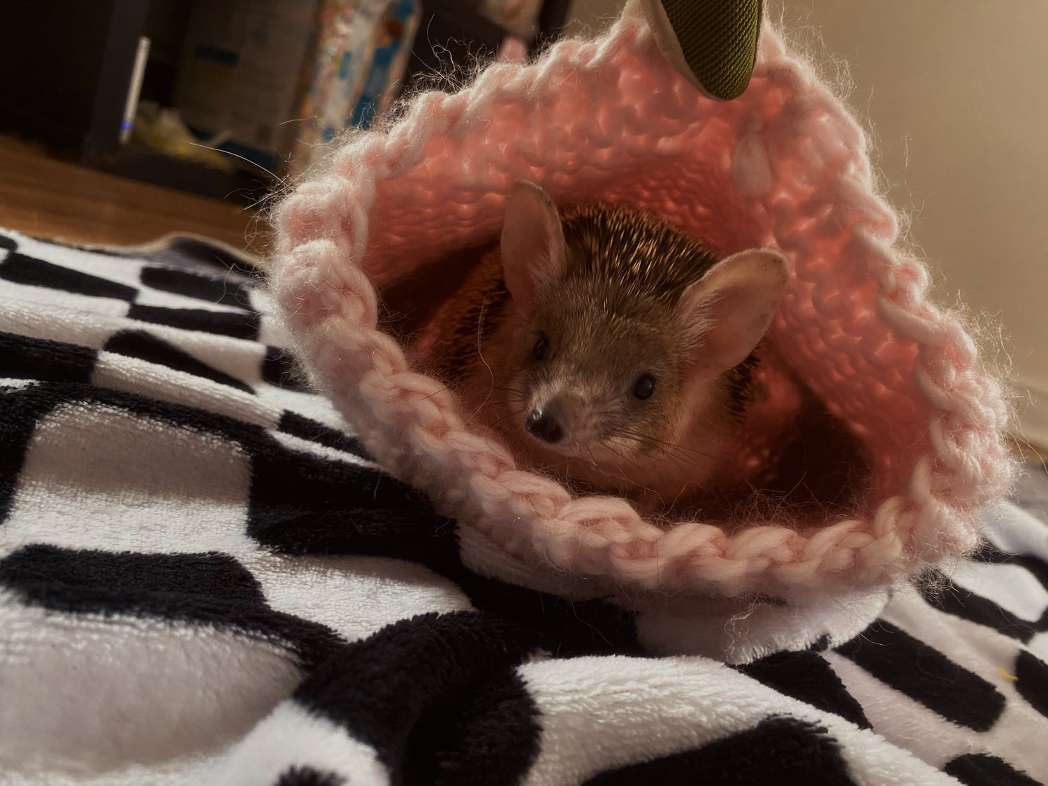 PET